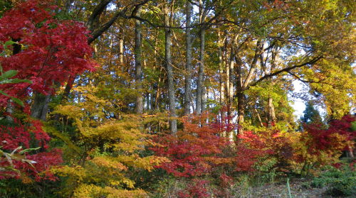 ♪♪　今　鶏足寺の紅葉真っ最中　第３弾　♪♪