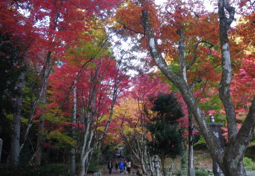 ♪♪　今　鶏足寺の紅葉真っ最中　第３弾　♪♪
