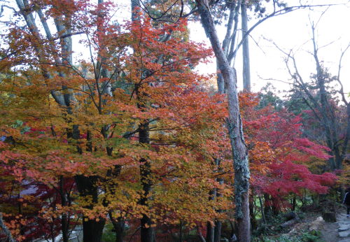 ♪♪　今　鶏足寺の紅葉真っ最中　第３弾　♪♪