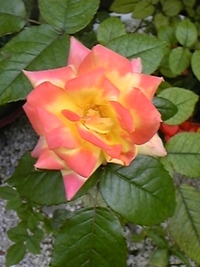 還暦＆誕生日記念！ 2010/03/24 00:07:47