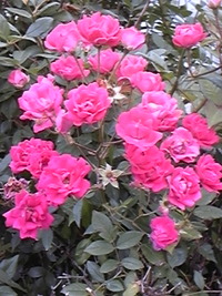 ネオ・パレットの会絵画展 2010/03/31 00:15:17