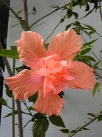 人間の５福と4 欲と5つの欲求 2010/04/11 00:05:36