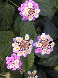 ラジオ番組初リクエスト 2010/06/01 00:04:37