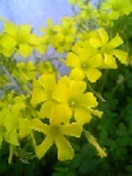 シータヒーリング 2010/03/01 21:23:34