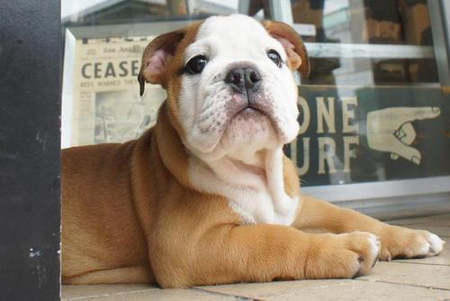 THE WILD ONE BULLDOGS