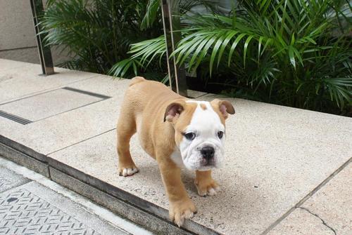 THE WILD ONE BULLDOGS