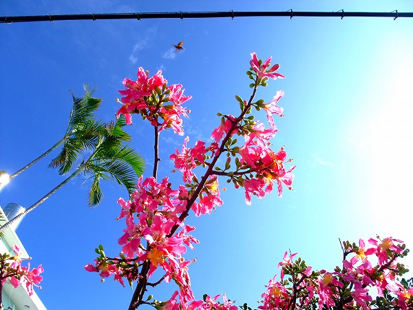 沖縄の秋の空に美しく花開くトックリキ綿