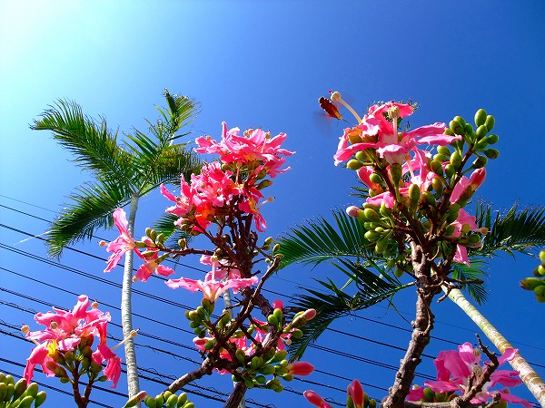 沖縄の秋の空に美しく花開くトックリキ綿