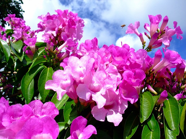 涼しげな日々がつずくと美しく花をつける。ニンニクカズラ