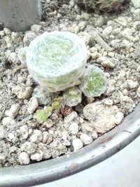 **　ぐんぐん伸びて♪　殖える　**