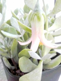 **　ティンカーベルの花　**