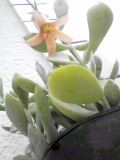 **　ティンカーベルの花　**