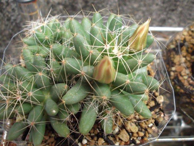 芽が出たよ～