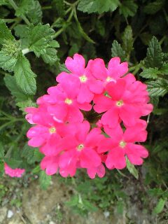 今日の花さん