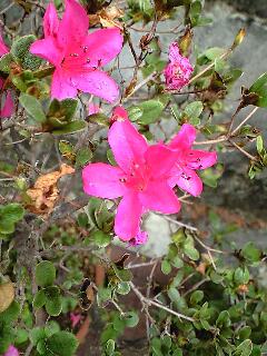 今日の花＾＾