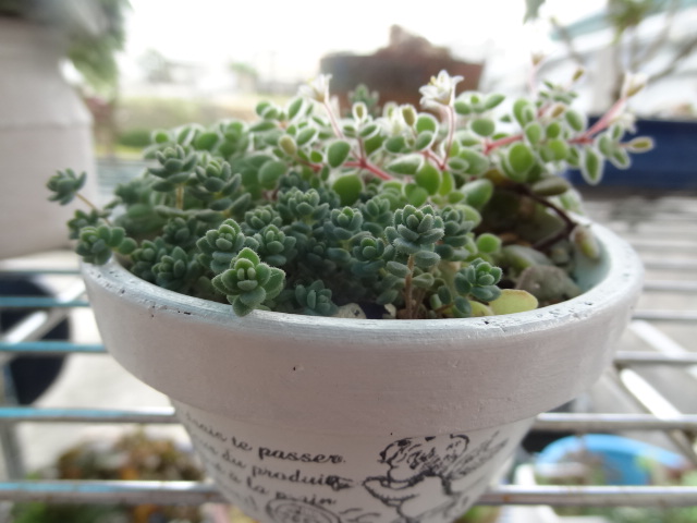 かわいらしい～