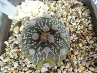 かわいらしい～