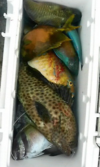 石垣島一文字3 2010/05/01 09:26:56