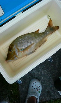 タマン 2010/06/01 10:31:36
