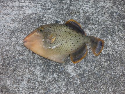マルキューチヌ釣り大会