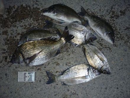 マルキューチヌ釣り大会