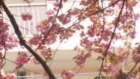 2つの桜 2015/05/06 00:05:00