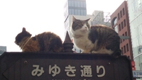 みゆき通りの猫 2015/03/16 00:05:00