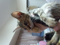 子猫の里親募集です♪ 2013/08/20 13:08:10