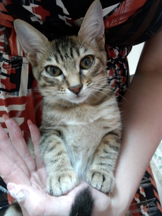 子猫の里親決定しました！！