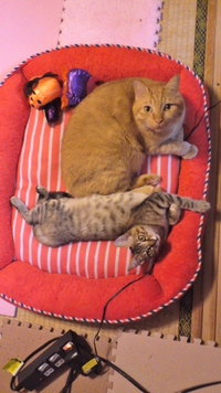 子猫の里親決定しました！！