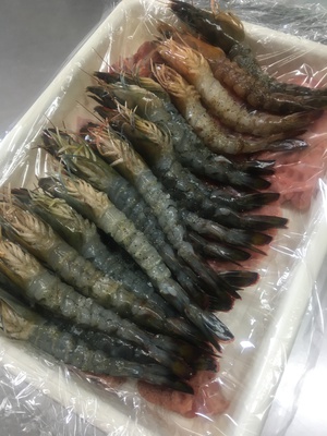 石垣島産えび。