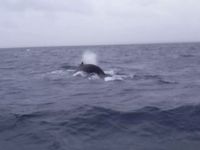潮吹きを見てきました！ 2014/02/10 13:46:54