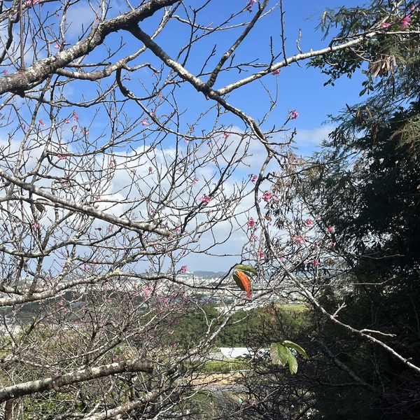 育てよう！緑豊かな八重瀬町