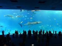 世界一と言われる水族館