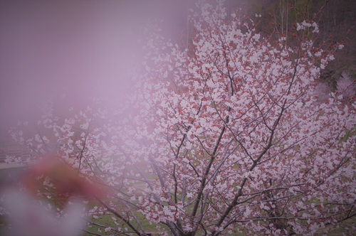 五天山の桜を見に