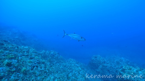 渡嘉敷島ダイビング