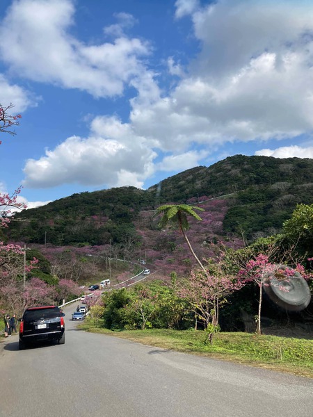 「お勧め」 週末、今帰仁城や八重岳に桜を見にでかける皆さん