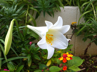 脳性まひの方の養生指南 2013/05/16 12:02:58