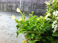 八月の臨時休業のお知らせ 2013/08/13 16:13:01