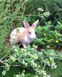 野良うさぎ⁉が庭に… 2014/05/24 21:16:31