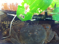 長浜川再現 2013/09/22 17:06:17