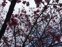 花あかり 2018/02/07 13:45:05