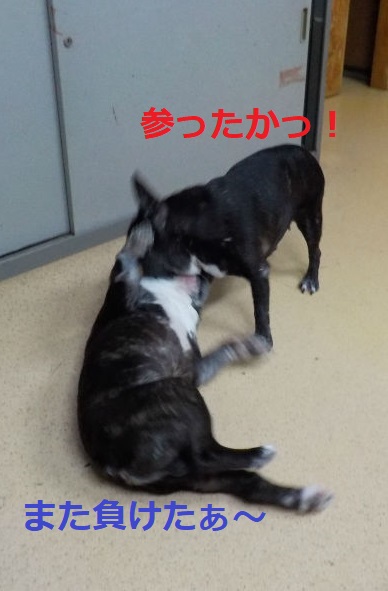 きょうこそはっ