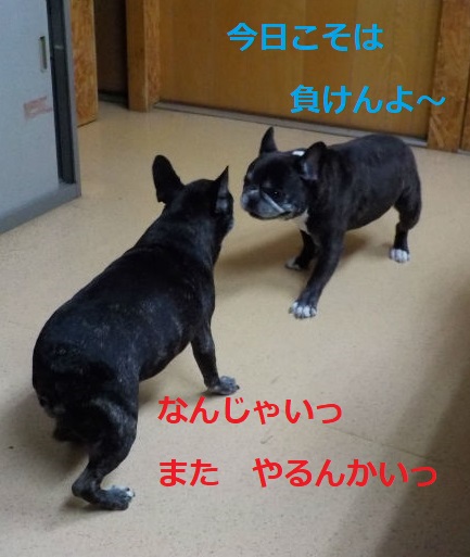 きょうこそはっ