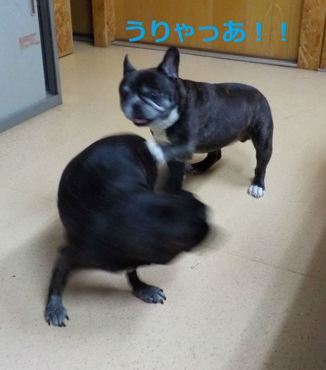 きょうこそはっ
