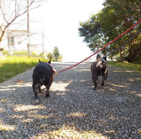 てんぼ～だい