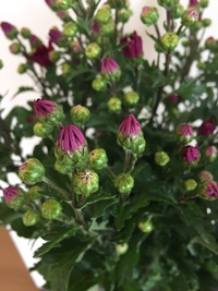 菊の花☆ 2018/01/08 16:49:29