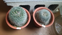 Kさんの商品

多肉植物や… 2014/08/29 14:09:11