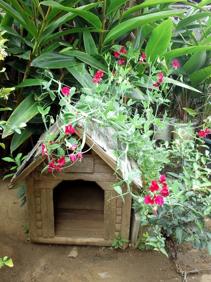 屋上緑花！？