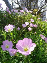 新都心公園